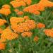 Perene: Achillea millefolium Orange Yarrow - hajdučka trava , slika2